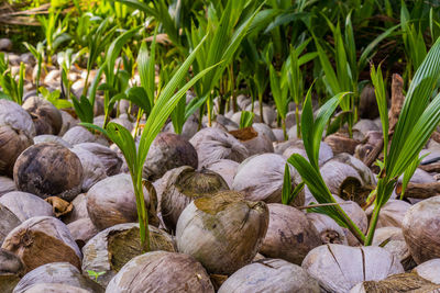 Coconuts on the ground, growing new palmtrees