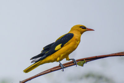 Close-up of bird perching on yellow against clear sky