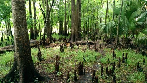 Trees in forest