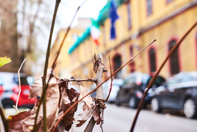 Close-up of plant hanging on street in city