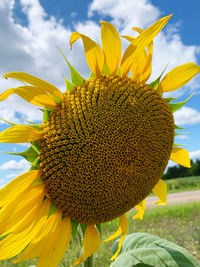 Close-up of sunflower