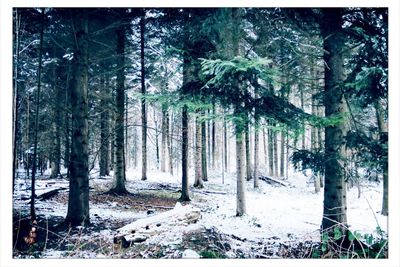 Snow covered trees in forest