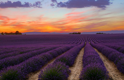 Scenic view of field against sky during sunset