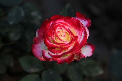 Close-up of red rose