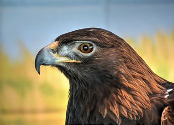 Close-up of eagle