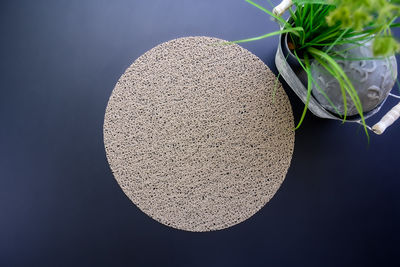 High angle view of plant against black background