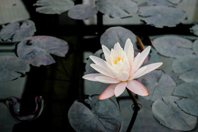 Close-up of lotus water lily in pond