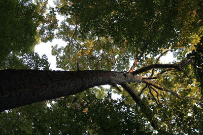 Low angle view of trees in forest