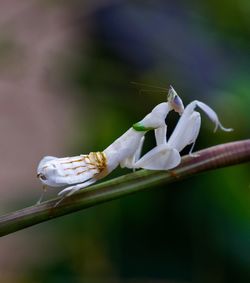 Close-up of insect on flower