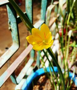 Close-up of yellow flowers