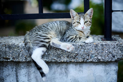 Close-up portrait of a cat