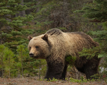 View of lion in forest