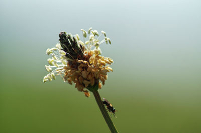 Close-up of wilted plant