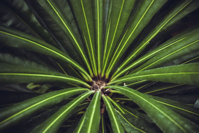 Full frame shot of palm leaf