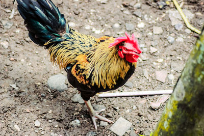 Close-up of rooster on land