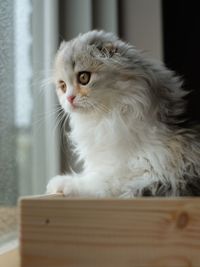 Close-up of a cat looking away