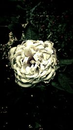 Close-up of white flowers blooming outdoors