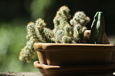 Close-up of potted plant