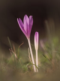 Close-up of pink crocus flower on field