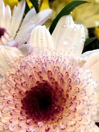 Close-up of flowers blooming outdoors
