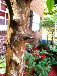 Close-up of tree trunk