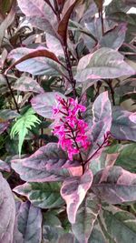 Close-up of pink flowers