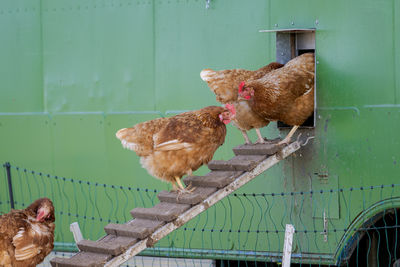 livestock