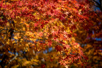 Close-up of maple leaves on tree