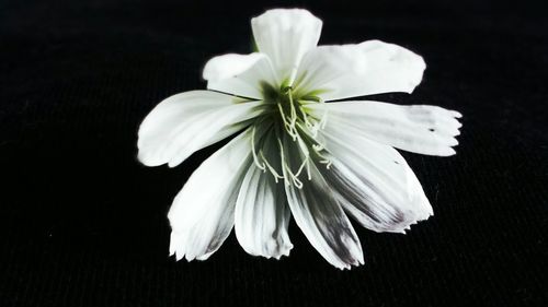 Close-up of white flower over black background