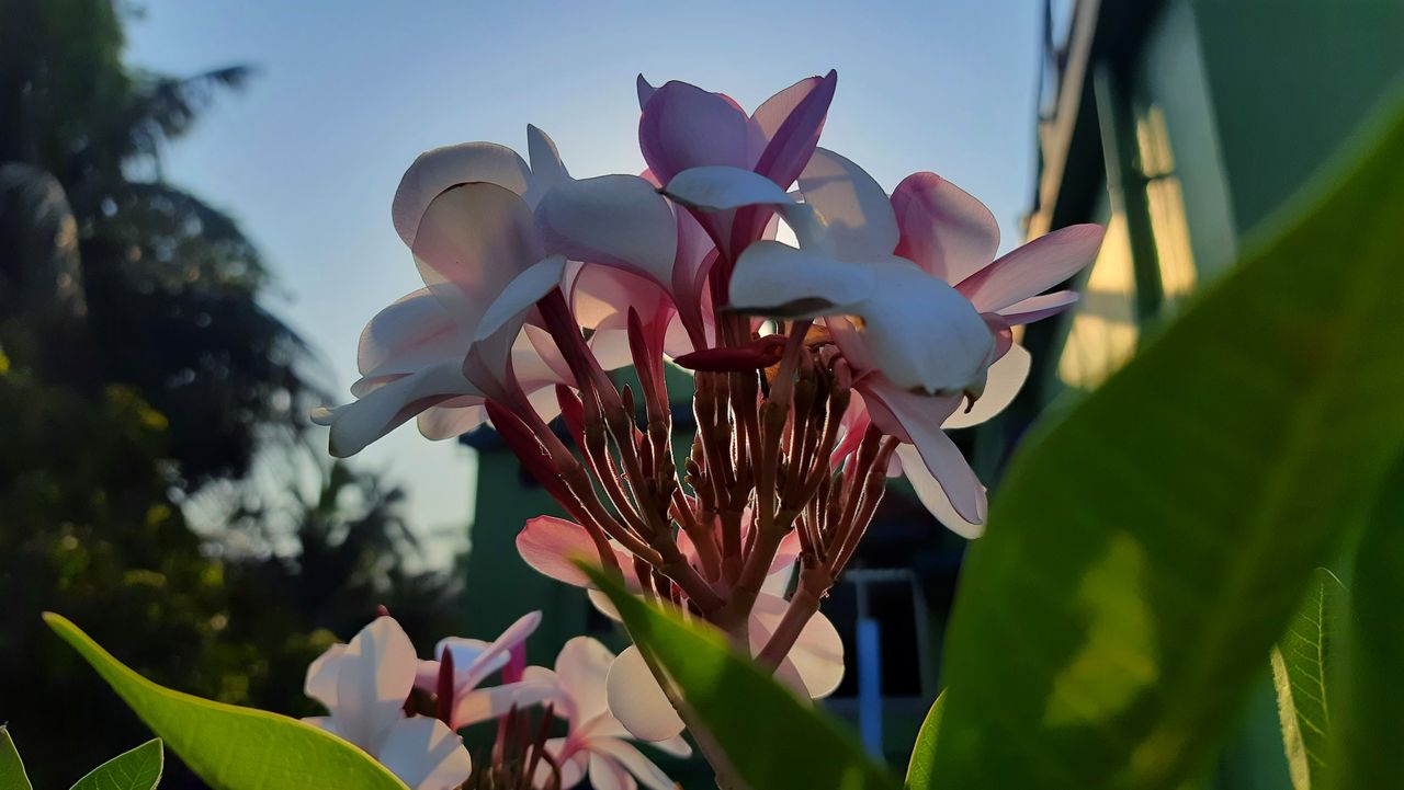 flower, plant, flowering plant, beauty in nature, nature, leaf, growth, plant part, freshness, close-up, petal, fragility, flower head, no people, inflorescence, outdoors, macro photography, blossom, sky, day, green, sunlight, springtime, orchid, focus on foreground