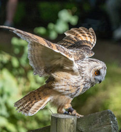 Close-up of bird