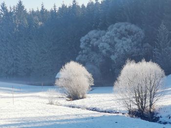 Frozen trees on snow covered field