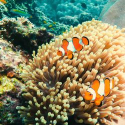 View of coral in sea