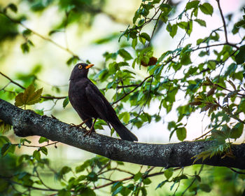 Low angle view of bird perching on tree