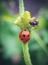 Close-up of ladybug on leaf