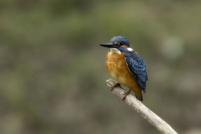 Close-up of bird perching on branch