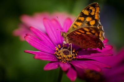 Close-up of butterfly pollinating on pink flower