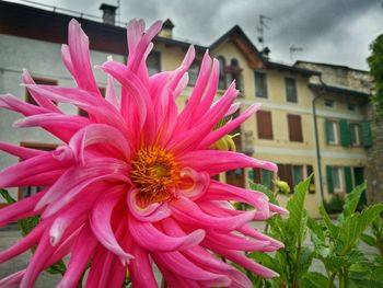 Close-up of pink flowers