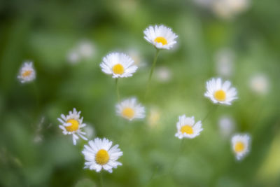 Close-up of white daisy flowers on field