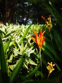 Close-up of orange flowering plant