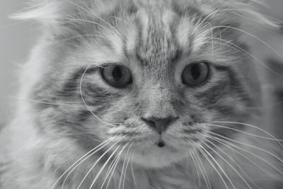 Close-up of cat