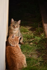 Portrait of cat sitting on grass