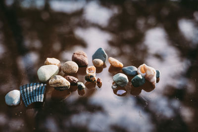 Close-up of pine cones