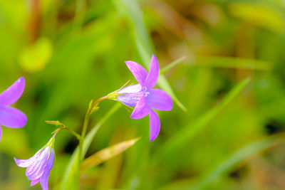 Close-up of purple flowering plant