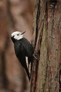 Close-up of bird perching on tree trunk