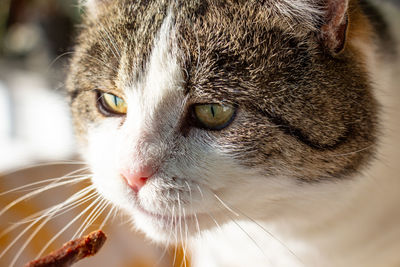 Close-up portrait of a cat