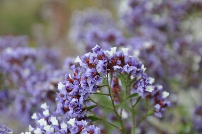Close-up of purple flowering plant