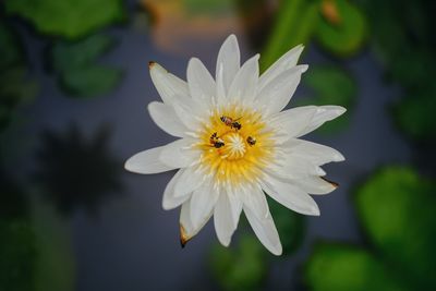 Close-up of insect on white flower