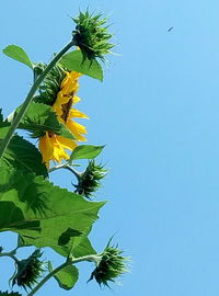 Low angle view of insect on flower against clear blue sky