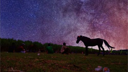 Horse on field against sky at night